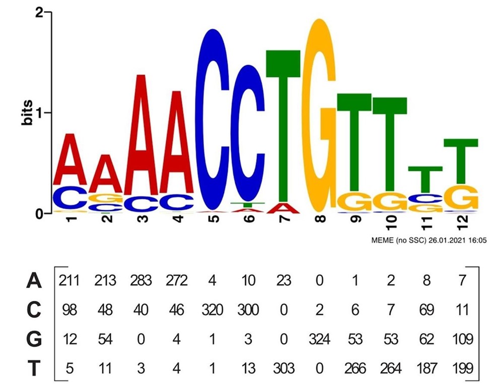 Transcription Factor Binding Site Prediction image.